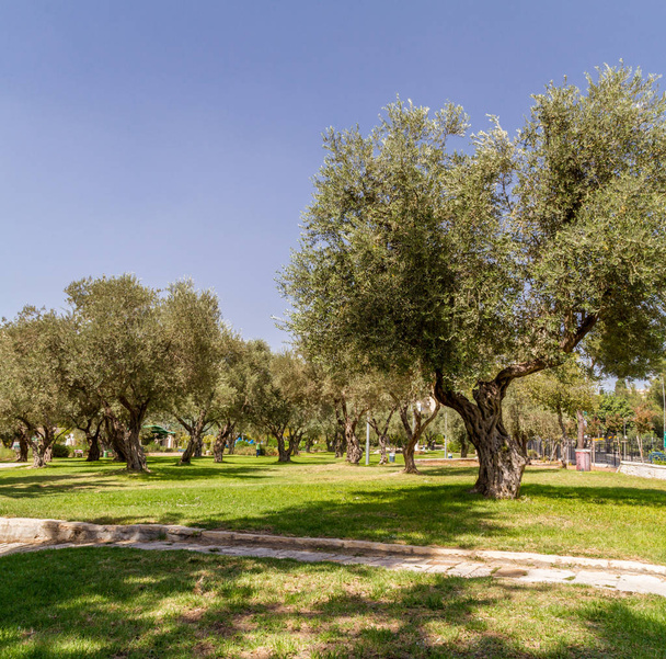 Оливковые деревья в парке, Иерусалим
 - Фото, изображение