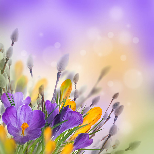 Krokus kwiaty z gałązki wierzby   - Zdjęcie, obraz