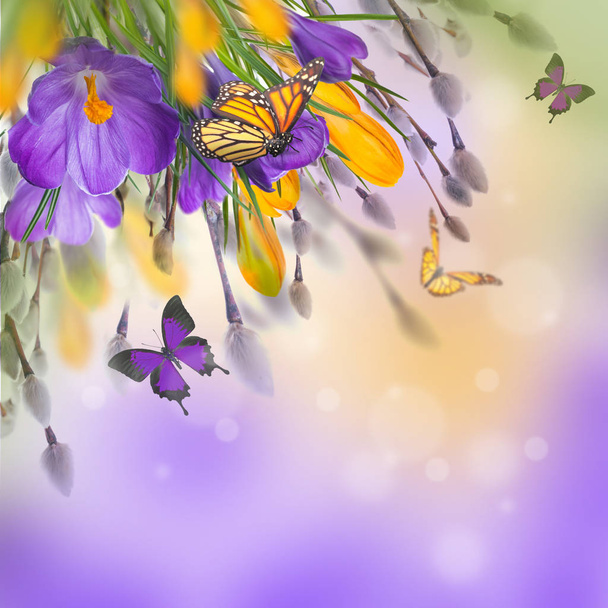 Crocus bloemen en vlinders  - Foto, afbeelding