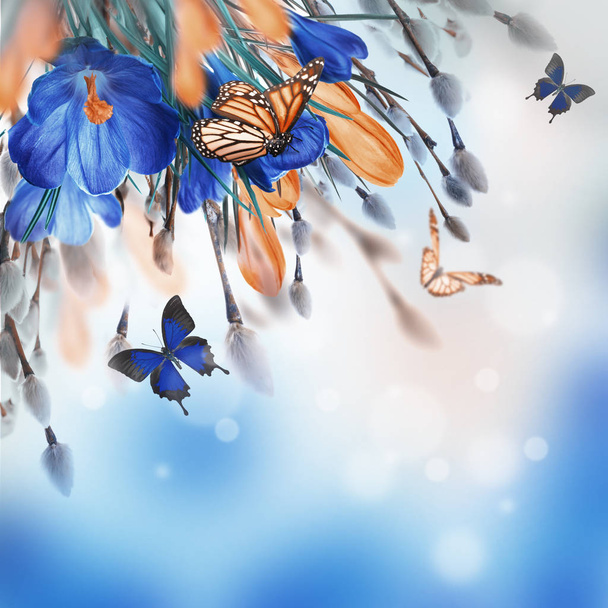 crocus flowers and butterflies  - Фото, изображение