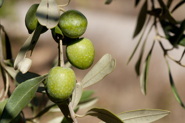 sull'albero ancora olive - Photo, image