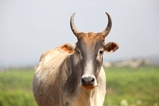 Indian cow looking at the camera - Photo, Image