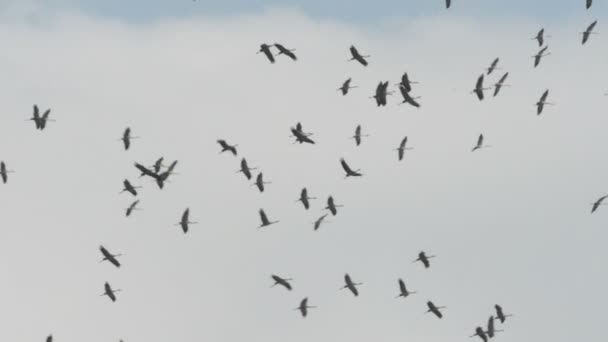 Common Crane during autumn migration. Adult and young cranes. (Brandenburg, Germany). - Footage, Video