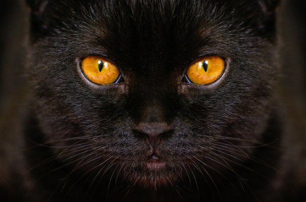 Nahaufnahme ernstzunehmende schwarze Katze mit gelben Augen in Dunkelheit. Gesicht schwarz  - Foto, Bild