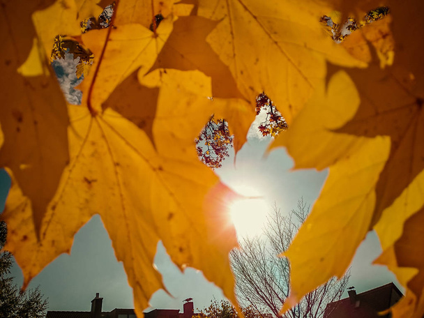 Złoto żółte klon liście jesienią - Zdjęcie, obraz