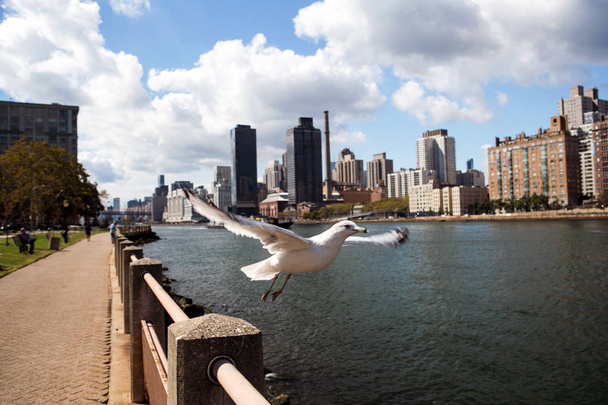 Roosevelt island view and river Hudson - Photo, Image