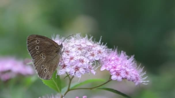 ブッシュの花頭の上リングレット蝶 (Aphantopus hyperantus) - 映像、動画