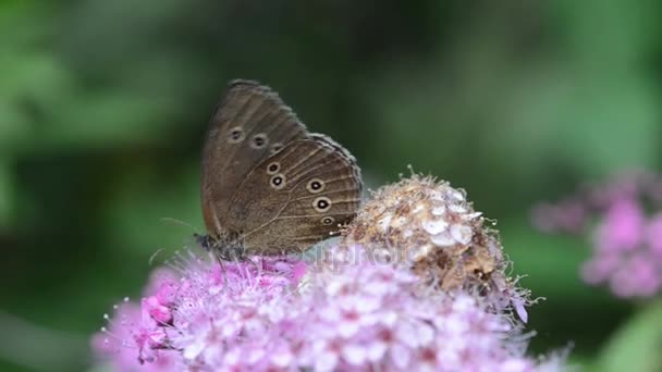 Ringlet Butterfly (Aphantopus hyperantus) on a flower head of a bush - Záběry, video