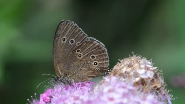 Ringlet Butterfly (Aphantopus hyperantus) on a flower head of a bush - Footage, Video