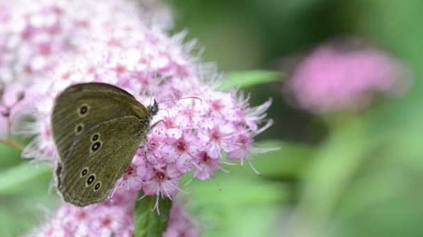 Метелик ringlet (Aphantopus hyperantus) на квітка голова куща - Кадри, відео