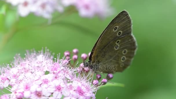 Ringlet Butterfly (Aphantopus hyperantus) on a flower head of a bush - Footage, Video