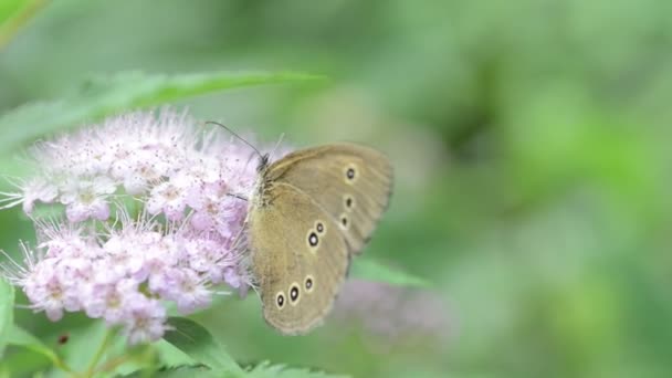 Метелик ringlet (Aphantopus hyperantus) на квітка голова куща - Кадри, відео