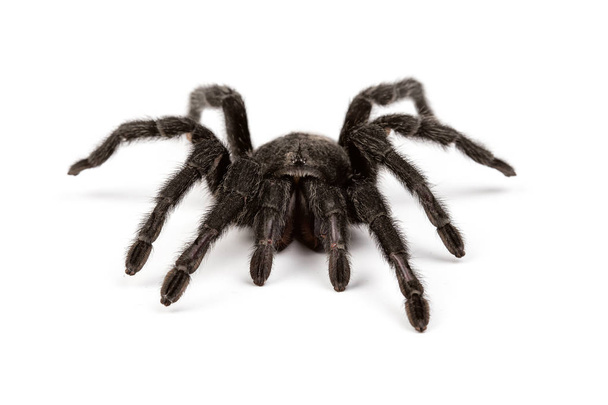 Ізольовані фото павуків
 - Фото, зображення