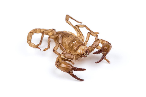 Isolated photo of brown scorpion - Photo, Image