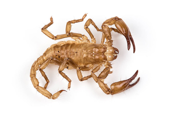Isolated photo of brown scorpions pelt - Photo, Image