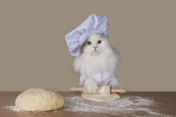 chat prépare la pâte pour la cuisson
 - Photo, image