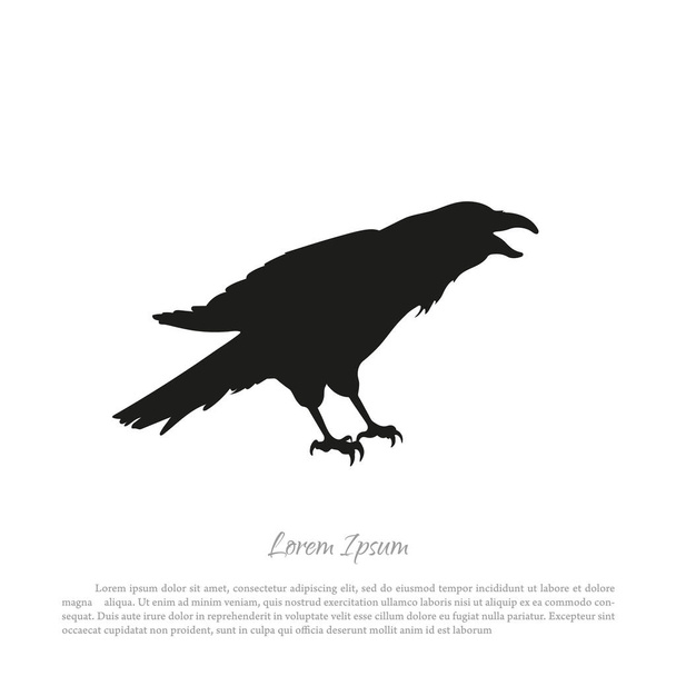 Black crow silhouette on a white background. Raven isolated. - Vector, Image
