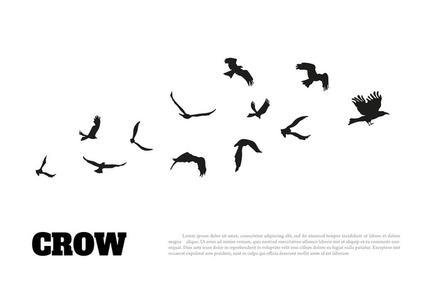 Silueta negra de cuervo sobre fondo blanco. Cuervo aislado
 - Vector, imagen