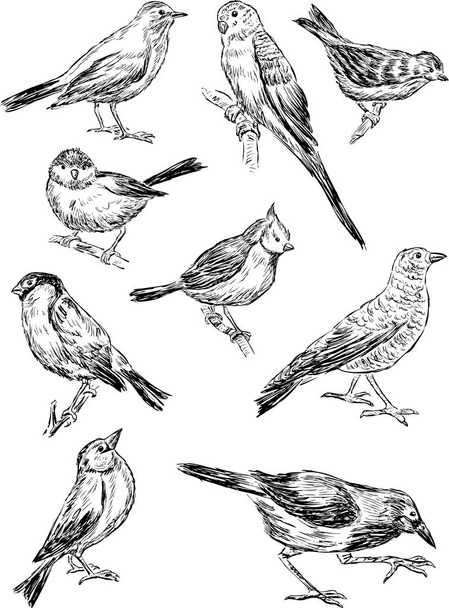 sketches of the wild birds - Vector, Imagen
