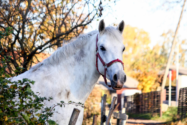 Portret z pięknym białym koniu w lesie - Zdjęcie, obraz