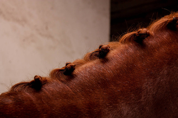 ハーネスと栗の馬のたてがみのクローズ アップ - 写真・画像