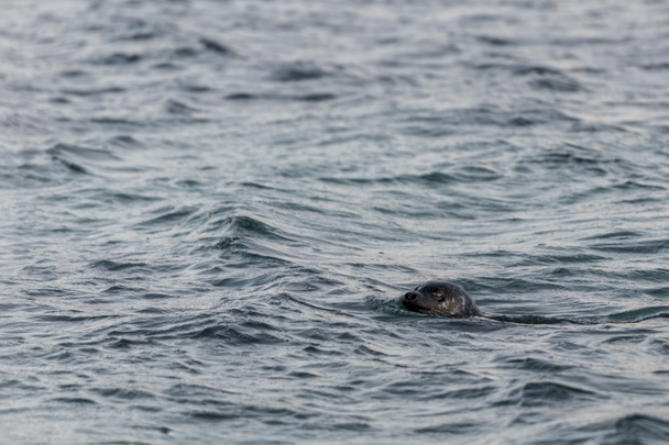 a sea lion - Photo, Image