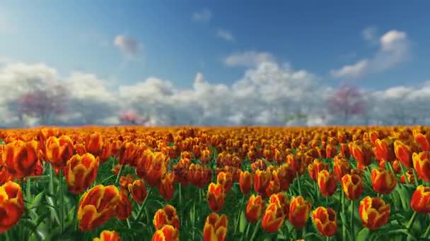Skupina tulipánů v slunci proti modré obloze. - Záběry, video