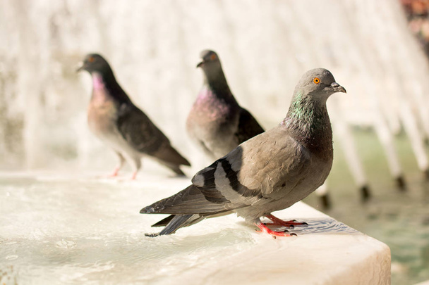 Одинокие птицы у фонтана живут в городской среде
 - Фото, изображение