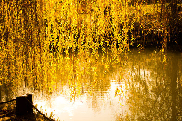 Yellow color willow tree branches with leaves in  Autumn - Photo, Image