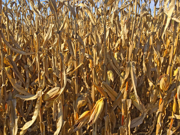 Corn field on wintertime in Spain - 写真・画像