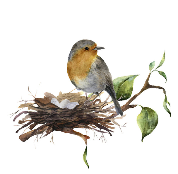 Watercolor robin sitting on nest with eggs. Hand painted illustration with bird and branch of wood isolated on white background. Nature print for design. - Foto, Bild