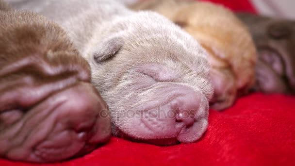 Pasgeboren Shar Pei Pups slapen - Video