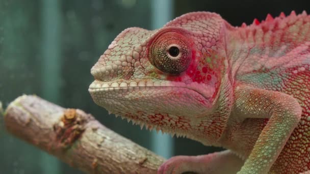 Chamäleon-Reptil bewegt Augen - Filmmaterial, Video