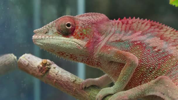 Kameleon kamuflażu gad - Materiał filmowy, wideo