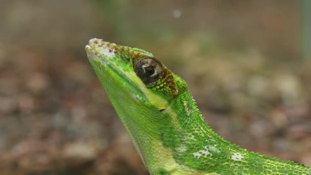 Anolis Lizard Reptile Face Close up
 - Кадры, видео
