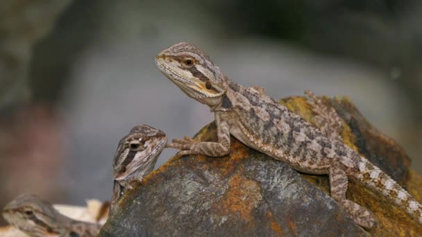 Pogona pareja de lagartos reptiles - Metraje, vídeo