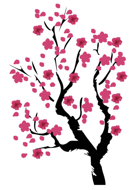 Vector flor de cerezo
 - Vector, imagen
