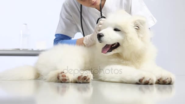Tierarzt untersucht Hund auf Tisch in Tierklinik Untersuchung von Zähnen, Ohren, Fell und Pfote - Filmmaterial, Video