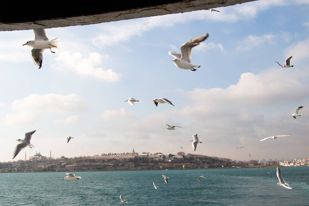 Pigeons fly in sky over the sea in Istanbul - Photo, Image