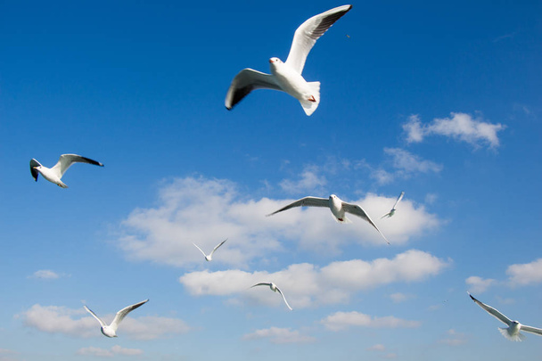 Deniz sular gökte uçan martılar - Fotoğraf, Görsel