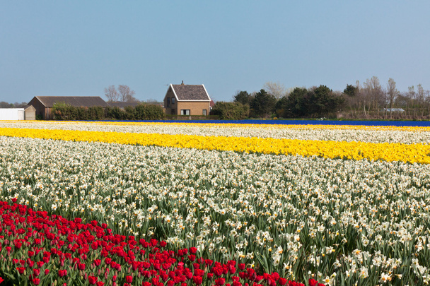 Multicolored narcissus and tulips field in Holland - Фото, изображение