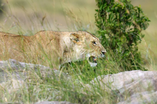 Lion d'Afrique
 - Photo, image