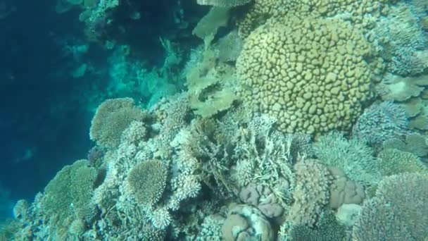 Bir deniz tabanında balık ve mercan görebilirsiniz - Video, Çekim