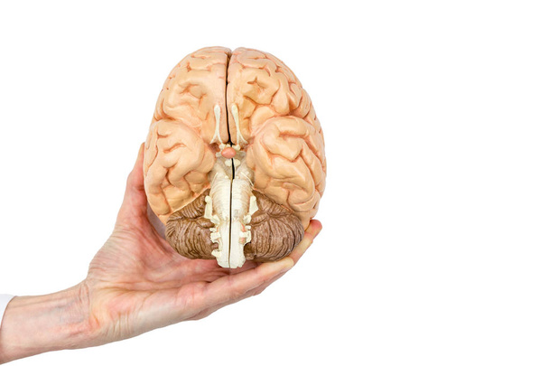 Main tient modèle cerveau humain sur fond blanc
 - Photo, image
