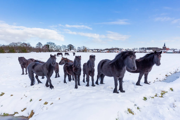 Herde schwarzer Friesenpferde im Winterschnee - Foto, Bild