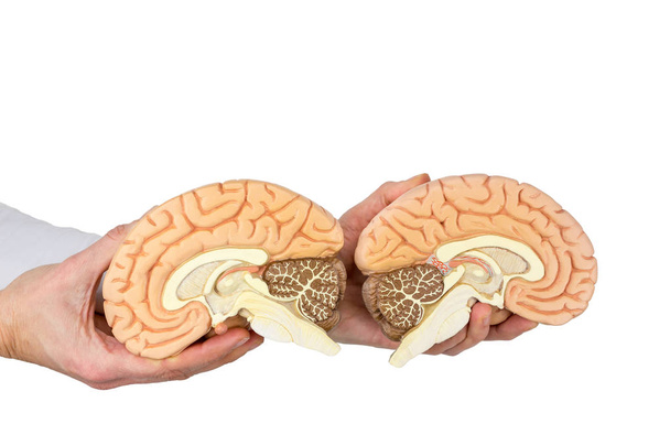 Mains tenant modèle cerveau humain sur fond blanc
 - Photo, image