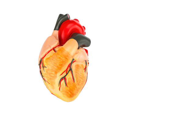 Модель сердца человека на белом фоне
 - Фото, изображение