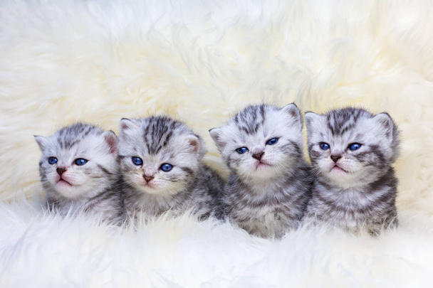 Nid avec quatre jeunes chats tabby dans une rangée
 - Photo, image