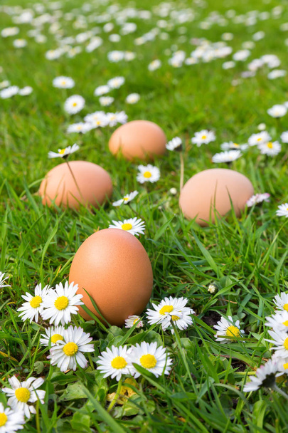 Huevos de pollo en hierba de primavera con margaritas
 - Foto, imagen