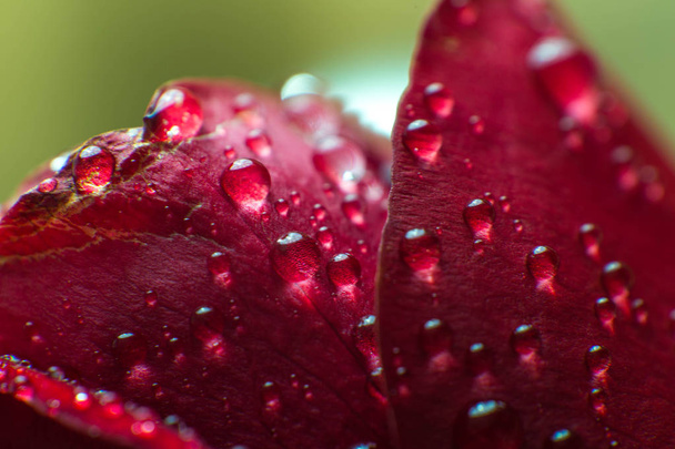 symbol of love and romantic feelings red rose petals macro picture with water drops - Photo, image